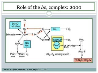 Role of the bc1 complex: 2000Oh J & S Kaplan, The EMBO J, 2000, 19 (16) 4237 - 4247