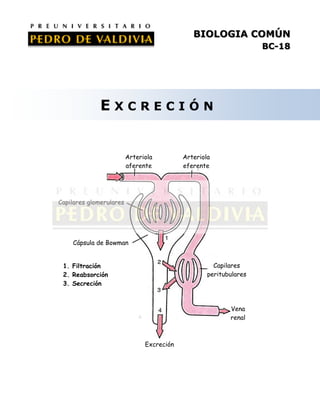 BIOLOGIA COMÚN
BC-18

EXCRECIÓN

Arteriola
aferente

Arteriola
eferente

Capilares glomerulares

Cápsula de Bowman
Capilares
peritubulares

1. Filtración
2. Reabsorción
3. Secreción

Vena
renal

Excreción
urinaria

 