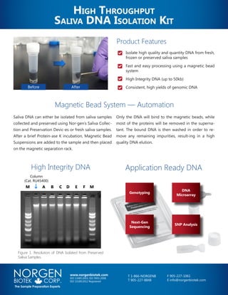 Figure 1. Resolution of DNA Isolated from Preserved
Saliva Samples.
High Throughput
Saliva DNA Isolation Kit
NORGENBIOTEK CORP.
The Sample Preparation Experts
T 1-866-NORGENB
T 905-227-8848
F 905-227-1061
E info@norgenbiotek.com
www.norgenbiotek.com
ISO 13485:2003, ISO 9001:2008,
ISO 15189:2012 Registered
Magnetic Bead System — Automation
Saliva DNA can either be isolated from saliva samples
collected and preserved using Nor-gen’s Saliva Collec-
tion and Preservation Devic-es or fresh saliva samples.
After a brief Protein-ase K incubation, Magnetic Bead
Suspensions are added to the sample and then placed
on the magnetic separation rack.
Only the DNA will bind to the magnetic beads, while
most of the proteins will be removed in the superna-
tant. The bound DNA is then washed in order to re-
move any remaining impurities, result-ing in a high
quality DNA elution.
DNA
Microarray
SNP Analysis
Next-Gen
Sequencing
Genotyping
Application Ready DNA
Column
(Cat. RU45400)
M A B C D E F M
High Integrity DNA
Before After
Isolate high quality and quantity DNA from fresh,
frozen or preserved saliva samples
Fast and easy processing using a magnetic bead
system
High Integrity DNA (up to 50kb)
Consistent, high yields of genomic DNA
Product Features
 