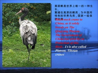 中国三大国宝之黑颈鹤;One of the treee treasures of China-Black-neck Crane; | PPS ...