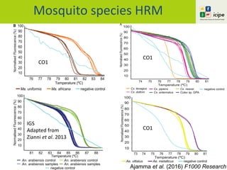 Mosquito species HRM
Ajamma et al. (2016) F1000 Research
Temperature (ºC)
76 77 78 79 80 81 82 83 84
100
90
80
70
60
50
40
30
20
10
76 77 78 79 80 81 82 83 84
76 77 78 79 80 81 82
30
20
10
100
90
80
70
60
50
40
30
20
10
negative controlMa. africanaMa. uniformis
Norm
B
NormalisedFluorescence(%)
C
NormalisedFluorescence(%)
Temperature (ºC)
76 77 78 79 80 81 82 83 84
30
20
10
76 77 78 79 80 81 82 83 84
100
90
80
70
60
50
40
30
20
10
negative controlMa. africanaMa. uniformis
Normalis
C
NormalisedFluorescence(%)
100
80
70
60
50
40
30
20
10
74 75 76 77 78 79 80 81
Cx. tenagius
Cx. duttoni
A
90
C
Temperature (ºC)
NormalisedFluorescence(%)
B
D
Temperature (ºC)
NormalisedFluorescence(%)NormalisedFluorescence(%)
NormalisedFluorescence(%)
Cx. pipiens
Cx. antennatus
100
80
70
60
50
40
30
20
10
90
100
80
60
40
20
74 75 76 77 78 79 80 81
100
80
60
40
20
40
30
20
10
74 75 76 77 78 79 80 81
Cx. tenagius
Cx. duttoni
C
Temperature (ºC)
NormalisedFluorescence(%)
D
Temperat
Tempera
Temperature (ºC)
NormalisedFluorescence(%)Normalise
Normalis
Cx. pipiens
Cx. antennatus
Cx. neavei
Culex sp. GPA
100
80
70
60
50
40
30
20
10
90
100
80
60
40
20
74 75 76 77 78 79 80 81
74 75 76 77
70 71 72 73
40
20
40
30
20
10
74 75 76 77 78 79 80 81
Cx. tenagius
Cx. duttoni
C
Temperature (ºC)
NormalisedFluorescence(%)
D
Temperature (ºC)
NormalisedFluorescence(%)Normalis
Normalis
Cx. pipiens
Cx. antennatus
Cx. neavei
Culex sp. GP
100
80
70
60
50
40
30
20
10
90
100
80
60
40
20
74 75 76 77 78 79 80 81
74 75
70 71
40
20
40
30
20
10
74 75 76 77 78 79 80 81
Cx. tenagius
Cx. duttoni
C
Temperature (ºC)NormalisedFluorescence(%)
D
Temperature (ºC)
Temperature (ºC)
Temperature (ºC)
NormalisedFluorescence(%)Normalise
Normalis
Cx. pipiens
Cx. antennatus
Cx. neavei
Culex sp. GPA negativ
100
80
70
60
50
40
30
20
10
90
100
80
60
40
20
74 75 76 77 78 79 80 81
74 75 76 77 78 79
70 71 72 73 74 7
40
20
40
30
20
10
74 75 76 77 78 79 80 81
Cx. tenagius
Cx. duttoni
C
Temperature (ºC)
NormalisedFluorescence(%)
D
Temperature (ºC)
Temperature (ºC)
Temperature (ºC)
NormalisedFluorescence(%)Norma
Norm
Cx. pipiens
Cx. antennatus
Cx. neavei
Culex sp. GPA negative control
100
80
70
60
50
40
30
20
10
90
100
80
60
40
20
74 75 76 77 78 79 80 81
74 75 76 77 78 79 80
70 71 72 73 74 75 76
40
20
100
80
70
60
50
40
30
20
10
90
NormalisedFluorescence(%)
Temperature (ºC)
74 75 76 77 78 79 80 8173
negative controlAe. metallicusAe. vittatus
Temperature (ºC)
81 82 83 84 85 86 87 88
NormalisedFluorescence(%)
100
90
80
70
60
50
40
30
20
10
An. arabiensis control
An. arabiensis samples
An. arabiensis control
An. arabiensis samples
negative control
IGS
Adapted from
Zianni et al. 2013
CO1
CO1
CO1
 