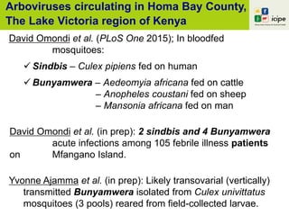 Arboviruses circulating in Homa Bay County,
The Lake Victoria region of Kenya
David Omondi et al. (PLoS One 2015); In bloodfed
mosquitoes:
 Sindbis – Culex pipiens fed on human
 Bunyamwera – Aedeomyia africana fed on cattle
– Anopheles coustani fed on sheep
– Mansonia africana fed on man
David Omondi et al. (in prep): 2 sindbis and 4 Bunyamwera
acute infections among 105 febrile illness patients
on Mfangano Island.
Yvonne Ajamma et al. (in prep): Likely transovarial (vertically)
transmitted Bunyamwera isolated from Culex univittatus
mosquitoes (3 pools) reared from field-collected larvae.
 