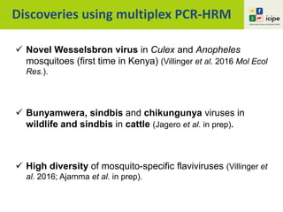 Discoveries using multiplex PCR-HRM
 Novel Wesselsbron virus in Culex and Anopheles
mosquitoes (first time in Kenya) (Villinger et al. 2016 Mol Ecol
Res.).
 Bunyamwera, sindbis and chikungunya viruses in
wildlife and sindbis in cattle (Jagero et al. in prep).
 High diversity of mosquito-specific flaviviruses (Villinger et
al. 2016; Ajamma et al. in prep).
 