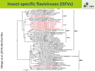 Insect-specific flaviviruses (ISFVs)
CxFV (GQ165808)-Uganda-Cx. quinquefasciatus
CxFV (JF707815)-Spain-Cx. theileri
Murray Valley encephalitis virus (KF751871)-Australia-Cx. annulirostris
Aedes albopictus (AY223844) INVS
MaFV (KM088040)-Kenya-Ma. africana
AnFV (KM088038)-Kenya-An. squamosus
Nakiwogo virus (GQ165809)-Uganda-Ma. africana
Lammi virus (FJ606789)-Finland-mosquito
OcFV (JF707790)-Spain-Ae. Ochlerotatus caspius
Quang Binh virus (FJ644291)-Vietnam-Culex tritae
CxFV (AB377213)-Japan-Cx. pipiens
CxFV (HQ634597)-USA-Cx. quinquefasciatus
CxFV (EU879060)-Mexico-Cx. quinquefasciatus
AnFV (KM088035)-Kenya-Anopheles squamosus
AnFV (KM088036)-Kenya-An. gambiae
Zika virus (AY632535)-Uganda-monkey
Dengue virus (NC_001477)
West Nile virus (NC_009942)
Usutu virus (NC_006551)-Austria-blackbird
Calbertado virus (EU569288)-Canada-Cx. tarsalis
Barkedji virus (KC496020)-Israel-Cx. perexiguus
AeFV (KM088042)-Kenya-Ae. tricholabis
MaFV (KM088043)-Kenya-Mansonia africana
Kamiti River virus (AY149904)-Kenya-Ae. macintoshi
AnFV (KM088039)-Kenya-An. squamosus
Dongang virus (NC_016997)-China-Aedes sp.
Hanko virus (JQ268258)-Finland-mosquito
Uganda S virus (DQ859065)-Uganda-Ae. longipalpis
Wesselsbron virus (KM088034)-Kenya-Culex sp.
Wesselsbron virus (JX423791)-South Africa-Ae. circumluteolus
Ilomantsi virus (KC692067)-Finland-mosquito
Nanay virus (JX627335)-Peru-mosquito
OcFV (HE997073)-Portugal-Ae. Ochlerotatus caspius
T'Ho virus (EU879061)-Mexico-Cx. quinquefasciatus
AeFV (KM088041)-Kenya-Aedes sp.
AeFV (AB488408)-Japan-Ae. albopictus
AeFV (KF801612)-Italy-Ae. albopictus
West Nile virus lineage 1 (JN819317)
AnFV (KM088037)-Kenya-An. gambiae
Palm Creek virus (KC505248)-Australia-Coquillettidia sp.
Chaoyang virus (FJ883471)-China-mosquito
CFAV (GQ165810)-Puerto Rico-Ae. aegypti
West Nile virus lineage 2 (DQ318019)
Zika virus (KU647676)-Martinique-human
Nounane virus (FJ711167)-Cote d'Ivoire-Uranotaenia sp.
Barjedji virus (EU078325)-Senegal-mosquito
Yellow fever virus vaccine strain (NC_002031)
MBF
AeFV
AnFV
MaFV
CxFV
ISFV
351
608
926
321
433
187
977
999
502
977
999
290
481
466
741
382
355
998
864
570
965
162
997
1000
303
989
799
970
308
464
1000
286
999
930
659
994
944
979
635
997
815
241
997
998
894
Villingeretal.(2016)MolEcolRes.
 