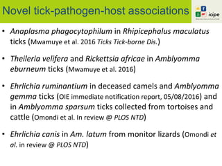 Novel tick-pathogen-host associations
• Anaplasma phagocytophilum in Rhipicephalus maculatus
ticks (Mwamuye et al. 2016 Ticks Tick-borne Dis.)
• Theileria velifera and Rickettsia africae in Amblyomma
eburneum ticks (Mwamuye et al. 2016)
• Ehrlichia ruminantium in deceased camels and Amblyomma
gemma ticks (OIE immediate notification report, 05/08/2016) and
in Amblyomma sparsum ticks collected from tortoises and
cattle (Omondi et al. In review @ PLOS NTD)
• Ehrlichia canis in Am. latum from monitor lizards (Omondi et
al. in review @ PLOS NTD)
 