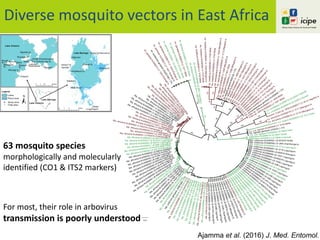 Diverse mosquito vectors in East Africa
Ajamma et al. (2016) J. Med. Entomol.
63 mosquito species
morphologically and molecularly
identified (CO1 & ITS2 markers)
For most, their role in arbovirus
transmission is poorly understood 0.2
Ma. africana KU056557 LV A10S Chamaunga.Is
Ma. africana KU056527 LB M10YA Logumgum
Ma. africana KU056539 LB M22YA Kokwa.Is
Ma. uniformis KU056584 LB 1G03 Logumgum
M
a. africana
KU056531
LB
b2
Logum
gum
An.gambiaeKU056612LB2A01Sirata
Ma. africana KU056561 LB
M20YA
Molo River
Ae.aegyptiKU056491LV1D07Mfangano.Is
Ma. africana KU056544 LV A7S Mfangano.Is
Ma.uniformisKU056578LBM14YASirata
Ma. africana KU056525 LB M53YA Logumgum
Ma. uniformis KU056582 LB 1F12 Logumgum
M
a.africana
KU056535
LB
1H04
Logum
gum
M
a.uniform
is
KU
056574
LB
U
7B
Logum
gum
Ma.uniformisKU056575LB
M18YAMoloRiver
Ma. uniformis KU056581 LB 1F10 Logumgum
Ma. uniformis KU056597 LB 1G06 Logumgum
Ma. africana KU056545 LV M3YA Mbita
An.arabiensisgenbankDQ287768.1ITS
Ma.uniformisKU056566LVU1SMbita
Ma.uniformisKU056564LBA3BK.Samaki
Ma. africana KU056529 LB M48YA Kokwa.IsMa. africana KU056522 LB M8YA Salabani
Ae.metallicusKU056496LV1F08Mbita
Culex sp. GPA KU056506 LV 1A07 Mbita
M
a.uniform
is
KU056577
LB
M
50YA
Nosuguro
M
a. africana
KU056550
LV
A6S
Cham
aunga.Is
Cx. Lut. tigripes KU056505 LV 1F03 Mbita
Ma. uniformis KU056592 LV U6S Chamaunga.Is
Ma.africanaKU056532LB
M40YA
Salabani
Ad.africanaKU056486LB2B01Logumgum
Cx. tigripes genbank U33033.1 ITS
M
a.africana
KU056553
LV
A1S
M
bita
M
a. uniform
is KU056603
LB
M
17YA
M
olo
River
Ma.africanaKU056538LV
M1YA
Mbita
Ma.uniformisKU056580LBM12YALogumgum
An.gambiaeKU056611LB2A03K.Samaki
Ae.aegyptiKU056492LV1D06Mfangano.Is
Ma. africana KU056524 LB M19YA Molo River
Ma.uniformisKU056565LVafsChamaunga.Is
An.gambiaeKU056614LV
1A03Rusinga.Is
Ma.uniformisKU056601LBM23YANosuguro
Ad.africanaKU056485LB2A11Logumgum
Ma.uniformisKU056587LV1A09L.Nyamasare
Ma. africana KU056530 LB A10B Logumgum
Ma. uniformis KU056583 LB 1G02 Logumgum
Ma. africana KU056541 LV M34YA Chamaunga.Is
Ma. africana KU056548 LV
1C06 Mbita
M
a.africana
KU056555
LV
M
2YA
M
bita
Ae.hirsutusKU056500LV2C02Chamaunga.Is
Ma. africana KU056526 LB M27YA Nosuguro
Ma. africana KU056551 LV
M35YA Chamaunga.Is
Ma.uniformisKU056576LBM24YANosuguro
Ma. africana KU056556 LV M37YA Mfangano.Is
Ma.uniformisKU056596LVunsChamaunga.Is
M
a. africana
KU056546
LV
A2S
Ungoye
Ma.uniformisKU056593LBM28YAK.SamakiM
a. africana
KU056534
LB
M
41YA
Logum
gum
Cx. quinquefasciatus genbank EU359697.1 ITS
Ma. africana KU056520 LB M21YA Kokwa.Is
M
a.africana
KU056536
LB
A9B
Logum
gum
Ma. africana KU056547 LV A5S Ungoye
An.gambiaeKU056615LV1A04Rusinga.Is
Ma.uniformisKU056569LVU7SMfangano.Is
An.gambiaeKU056616LV1D11Mbita
Cx. pipiens KU056509
LV
1F01
Rusinga.Is
Ma.uniformisKU056608LB1G04Logumgum
Ma.uniformisKU056602LBM43YALogumgum
Ae.hirsutusKU056498LV
2D03Rusinga.Is
Ma. uniformis KU056605 LB M25YA Nosuguro
Cx. pipiens KU056510
LV
1E.03
Ungoye
Culex sp. GPB KU056517 LV 2E.01 Ngodhe.Is
Cx. univittatus KU056518 LB 2A06 K.Samaki
Cx. annulioris KU056516 LV 1C11 Mfangano.Is
Ae.aegyptiKU056487LV1B06Mfangano.Is
Mi. splendens KU056513 LB 2B06 K.Samaki
Ma. uniformis KU056595 LB U3B Logumgum
Ma.uniformisKU056590LB1F09K.Samaki
Cx. pipiens
KU056508
LV
1C01
Rusinga.Is
Ma. africana KU056558 LV M36YA Mfangano.Is
Ma.uniformisKU056567LBU1BK.Samaki
Cx. univittatus KU056519 LB 2A09 K.Samaki
Ma. uniformis KU056591 LB M16YA Sirata
Ma. uniformis KU056589 LB
unb Logumgum
Ae.hirsutusKU056501
LV
2B12
Cham
aunga.Is
Cx. annulioris KU056515 LV 1C10 Mfangano.Is
Culex sp. GPA KU056507 LV
1A08 Mbita
Ma. uniformis KU056598 LB U2B Logumgum
Ma.uniformisKU056609LBM15YASirata
M
a. africana
KU056543
LV
A3S
M
bita
Ma. africana KU056554 LV M4YA Mbita
Ma. africana KU056542 LV A4S L.Nyamasare
Ma. africana KU056540 LB M45YA Molo River
Ma. africana KU056533 LB A7B Logumgum
Ma.uniformisKU056604LBM13YALogumgum
Ma. africana KU056528 LB M9YA Logumgum
Ae.aegyptiKU056489LVM31Mbita
Ma.uniformisKU056579LVU8SMfangano.Is
Ae.metallicusKU056493LV1F04Mbita
C
x.pipiens
KU
056511
LV
1E.09
R
usinga.Is
Ma. africana KU056549 LV M32YA Mbita
Ma.africanaKU056563LB
M38YASirata
Ma. uniformis KU056586 LB 1G01 Logumgum
Ma. africana KU056562 LV M33YA Chamaunga.Is
An.gambiaeKU056613LV1A01Rusinga.Is
Ma.uniformisKU056606LBU5BLogumgum
M
a.africana
KU
056552
LV
A9S
M
fangano.Is
M
a.uniform
isKU056573
LB
U10B
Logum
gum
Ae.luteocephalusKU056503LV1D02Mfangano.Is
Ma. africana KU056521 LB A6B Logumgum
Ma. uniformis KU056588 LB
U6B
Logumgum
Ae.luteocephalusKU056502LV1C12Mfangano.Is
Cx. duttoni KU056610 LB 1H11 Ruko
Ae.hirsutusKU056499LV
2B11Chamaunga.Is
Ma.uniformisgenbankJN981958.1ITS
Ae.metallicusKU056494LV1F05Mbita
Ma.uniformisKU056599LBU9BLogumgum
Ae.aegyptiKU056490LV1B07Mfangano.Is
Ma. africana KU056559 LB
M26YA Nosuguro
Ma. uniformis KU056594 LB M42YA Logumgum
M
a. africana
KU056523
LB
A1B
K.Sam
aki
M
a. uniform
is
KU056572
LB
M
11YA
Logum
gum
Ma.uniformisKU056600LBU8BLogumgum
Cx. Lut. tigripes KU056504 LB 2B04 Ruko
Ma.uniformisKU056571LB
M30YA
K.Samaki
Ma.uniformisKU056568LBM55YALogumgum
AeaegyptigenbankM95126.1ITS
Mi. splendens KU056514 LB 2B07 Sirata
Ma.uniformisKU056607LB1F11Logumgum
Cx.pipiens
KU056512
LV
1E.10
Rusinga.Is
An.gambiaeKU056617LB2A02Sirata
Ae.aegyptiKU056488LV1D08Mfangano.Is
Ma. africana KU056560 LB A5B Logumgum
Ae.metallicusKU056495LV1F07Mbita
M
a.africana
KU
056537
LB
1H
02
Logum
gum
Ae.metallicusKU056497LV1D09Mfangano.Is
Ma. uniformis KU056585 LB u2 Logumgum
M
a. uniform
is
KU056570
LB
M
29YA
K.Sam
aki
50
49
64
1
16
8
63
59
16
35
0
3
100
2
84
80
47
33
0
93
10
4
6
23
6
90
0
4
50
0
61
99
0
0
13
23
82
100
100
29
52
1
98
1
69
67
9
76
68
11
61
36
0
99
76
81
10
0
0
0
31
10047
23
99
100
59
1
45
2
67
86
28
66
74
4
42
31
1
62
0
67
43
100
19
1
100
0
46
99
5
21
59
0
34
4
98
1
31
25
3
3
2
70
87
14
48
72
1
73
3
4
0
0
99
99
3
100
0
7
98
4
39
17
49
18
1
73
18
32
100
66
13
94
2
100
 