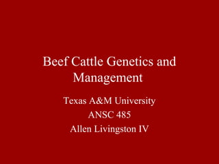 Beef Cattle Genetics and
Management
Texas A&M University
ANSC 485
Allen Livingston IV
 