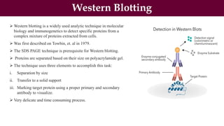 Western Blotting
 Western blotting is a widely used analytic technique in molecular
biology and immunogenetics to detect specific proteins from a
complex mixture of proteins extracted from cells.
 Was first described on Towbin, et. al in 1979.
 The SDS PAGE technique is prerequisite for Western blotting.
 Proteins are separated based on their size on polyacrylamide gel.
 The technique uses three elements to accomplish this task:
i. Separation by size
ii. Transfer to a solid support
iii. Marking target protein using a proper primary and secondary
antibody to visualize.
 Very delicate and time consuming process.
 
