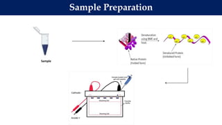 Sample Preparation
Sample
 