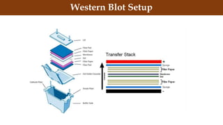 Western Blot Setup
 