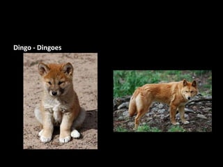 Dingo - Dingoes
 