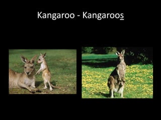 Kangaroo - Kangaroos
 