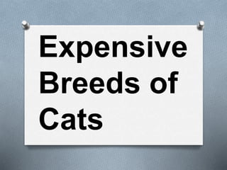 Expensive
Breeds of
Cats
 