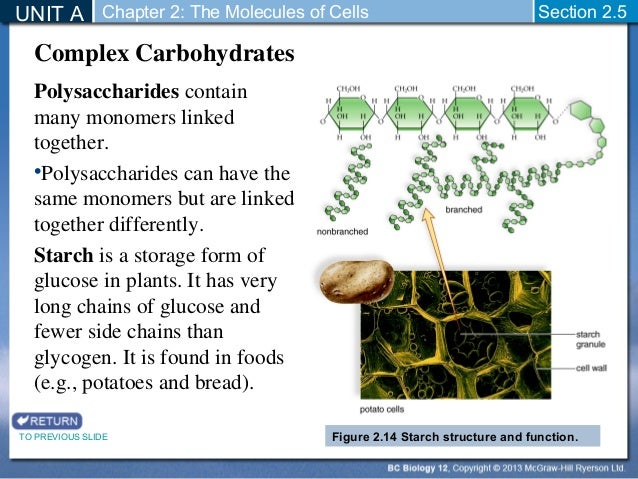 Biology 12 - Chemistry of Carbohydrates - Section 2-5 and 2-6