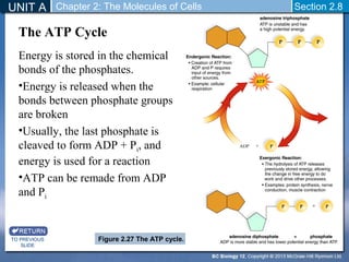 Biology 12 - Chemistry of Proteins - Section 2-7 and 2-8 | PPT