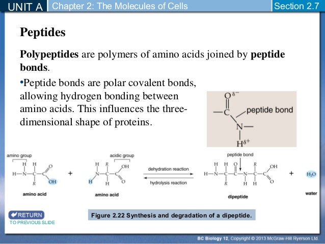 Biology 12 - Chemistry of Proteins - Section 2-7 and 2-8