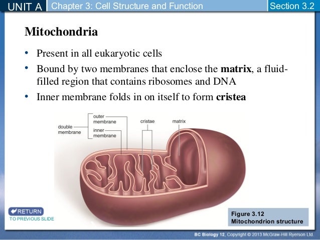 Biology 12 - Section 3-2 Cell Organelles