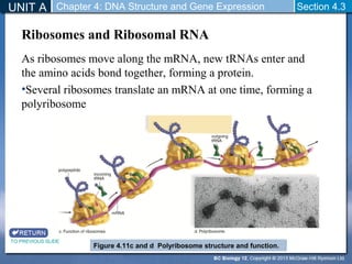 Bc bio12 chapter4_section4.3 | PPT
