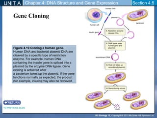 Biology 12 - DNA Mutations and Expression | PPT
