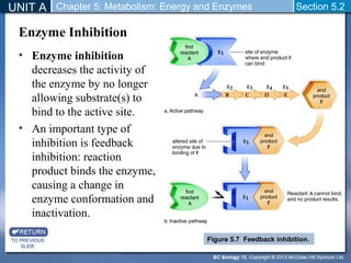 UNIT A Chapter 5: Metabolism: Energy and Enzymes Section 5.2 
Enzyme Inhibition 
• Enzyme inhibition 
decreases the activity of 
the enzyme by no longer 
allowing substrate(s) to 
bind to the active site. 
• An important type of 
inhibition is feedback 
inhibition: reaction 
product binds the enzyme, 
causing a change in 
enzyme conformation and 
inactivation. 
TO PREVIOUS 
SLIDE 
Figure 5.7 Feedback inhibition. 
 