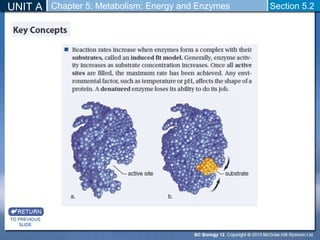 UNIT A Chapter 5: Metabolism: Energy and Enzymes Section 5.2 
TO PREVIOUS 
SLIDE 
 