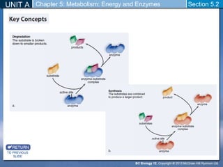 UNIT A Chapter 5: Metabolism: Energy and Enzymes Section 5.2 
TO PREVIOUS 
SLIDE 
 