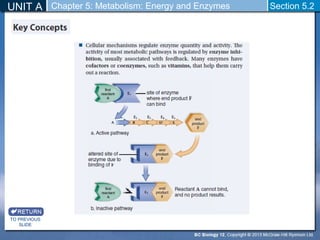 UNIT A Chapter 5: Metabolism: Energy and Enzymes Section 5.2 
TO PREVIOUS 
SLIDE 
