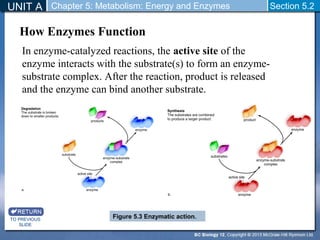 UNIT A Chapter 5: Metabolism: Energy and Enzymes Section 5.2 
How Enzymes Function 
In enzyme-catalyzed reactions, the active site of the 
enzyme interacts with the substrate(s) to form an enzyme-substrate 
complex. After the reaction, product is released 
and the enzyme can bind another substrate. 
TO PREVIOUS 
SLIDE 
Figure 5.3 Enzymatic action. 
 