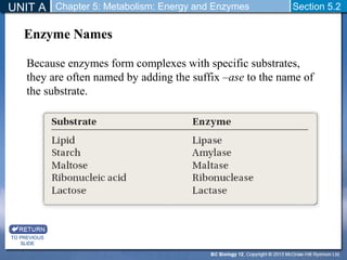 UNIT A Chapter 5: Metabolism: Energy and Enzymes Section 5.2 
Enzyme Names 
Because enzymes form complexes with specific substrates, 
they are often named by adding the suffix –ase to the name of 
the substrate. 
TO PREVIOUS 
SLIDE 
 
