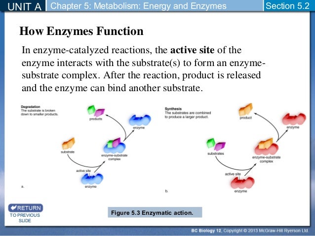 Biology 12 - Enzymes and Metabolic Pathways - Section 5-2