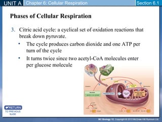 UNIT A Section 6.1 
3. Citric acid cycle: a cyclical set of oxidation reactions that 
break down pyruvate. 
• The cycle produces carbon dioxide and one ATP per 
turn of the cycle 
• It turns twice since two acetyl-CoA molecules enter 
per glucose molecule 
TO PREVIOUS 
SLIDE 
Chapter 6: Cellular Respiration 
Phases of Cellular Respiration 
 