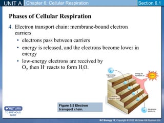 UNIT A Section 6.1 
Phases of Cellular Respiration 
4. Electron transport chain: membrane-bound electron 
carriers 
• electrons pass between carriers 
• energy is released, and the electrons become lower in 
energy 
• low-energy electrons are received by 
O2, then H+ reacts to form H2O. 
TO PREVIOUS 
SLIDE 
Chapter 6: Cellular Respiration 
Figure 6.5 Electron 
transport chain. 
 