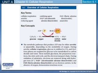 UNIT A Section 6.1 
TO PREVIOUS 
SLIDE 
Chapter 6: Cellular Respiration 
