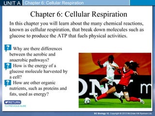 UNIT A Chapter 6: Cellular Respiration 
In this chapter you will learn about the many chemical reactions, 
known as cellular respiration, that break down molecules such as 
glucose to produce the ATP that fuels physical activities. 
TO PREVIOUS SLIDE 
Chapter 6: Cellular Respiration 
Why are there differences 
between the aerobic and 
anaerobic pathways? 
How is the energy of a 
glucose molecule harvested by 
a cell? 
How are other organic 
nutrients, such as proteins and 
fats, used as energy? 
 