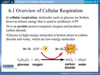 UNIT A Chapter 6: Cellular Respiration Section 6.1 
6.1 Overview of Cellular Respiration 
In cellular respiration, molecules such as glucose are broken 
down to release energy that is used to synthesize ATP. 
•It is an aerobic process (requires oxygen) and produces 
carbon dioxide 
•Glucose (a high-energy molecule) is broken down to carbon 
dioxide and water, which are low-energy molecules 
TO PREVIOUS SLIDE 
 