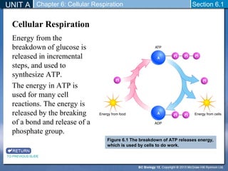 UNIT A Chapter 6: Cellular Respiration Section 6.1 
Cellular Respiration 
Energy from the 
breakdown of glucose is 
released in incremental 
steps, and used to 
synthesize ATP. 
The energy in ATP is 
used for many cell 
reactions. The energy is 
released by the breaking 
of a bond and release of a 
phosphate group. 
TO PREVIOUS SLIDE 
Figure 6.1 The breakdown of ATP releases energy, 
which is used by cells to do work. 
 