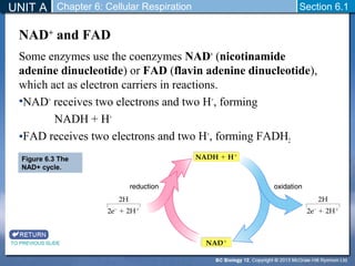 UNIT A Chapter 6: Cellular Respiration 
Section 6.1 
NAD+ and FAD 
Some enzymes use the coenzymes NAD+ (nicotinamide 
adenine dinucleotide) or FAD (flavin adenine dinucleotide), 
which act as electron carriers in reactions. 
•NAD+ receives two electrons and two H+, forming 
NADH + H+ 
•FAD receives two electrons and two H+, forming FADH2 
Figure 6.3 The 
NAD+ cycle. 
TO PREVIOUS SLIDE 
 