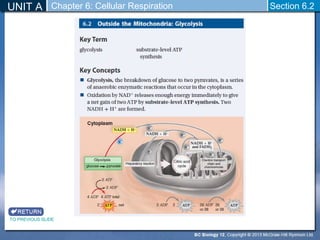 Biology 12 - Glycolysis and Fermentation - Section 6-2 and 6-3 | PPT