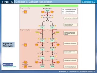 Biology 12 - Glycolysis and Fermentation - Section 6-2 and 6-3 | PPT