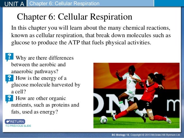 Biology 12 - Glycolysis and Fermentation - Section 6-2 and 6-3