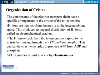 UNIT A Chapter 6: Cellular Respiration 
Section 6.4 
Organization of Cristae 
The components of the electron transport chain have a 
specific arrangement in the cristae of the mitochondria. 
•H+ ions are pumped from the matrix to the intermembrane 
space. This produces an unequal distribution of H+ ions, 
called an electrochemical gradient 
•The H+ move back from the intermembrane space to the 
matrix by passing through the ATP synthase complex. This 
causes the enzyme complex to produce ATP from ADP and 
phosphate. 
•ATP synthesis is said to occur by chemiosmosis 
TO PREVIOUS SLIDE 
 