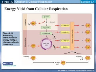 UNIT A Chapter 6: Cellular Respiration 
Section 6.4 
Energy Yield from Cellular Respiration 
Figure 6.11 
Accounting 
of the maximum 
energy yield per 
glucose molecule 
breakdown. 
TO PREVIOUS SLIDE 
 