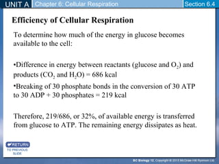 UNIT A Section 6.4 
Efficiency of Cellular Respiration 
TO PREVIOUS 
SLIDE 
Chapter 6: Cellular Respiration 
To determine how much of the energy in glucose becomes 
available to the cell: 
•Difference in energy between reactants (glucose and O2) and 
products (CO2 and H2O) = 686 kcal 
•Breaking of 30 phosphate bonds in the conversion of 30 ATP 
to 30 ADP + 30 phosphates = 219 kcal 
Therefore, 219/686, or 32%, of available energy is transferred 
from glucose to ATP. The remaining energy dissipates as heat. 
 