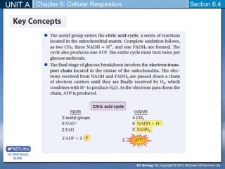 UNIT A Section 6.4 
TO PREVIOUS 
SLIDE 
Chapter 6: Cellular Respiration 
 