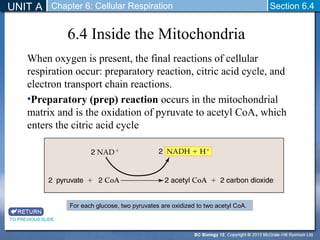 UNIT A Chapter 6: Cellular Respiration Section 6.4 
6.4 Inside the Mitochondria 
When oxygen is present, the final reactions of cellular 
respiration occur: preparatory reaction, citric acid cycle, and 
electron transport chain reactions. 
•Preparatory (prep) reaction occurs in the mitochondrial 
matrix and is the oxidation of pyruvate to acetyl CoA, which 
enters the citric acid cycle 
For each glucose, two pyruvates are oxidized to two acetyl CoA. 
TO PREVIOUS SLIDE 
 