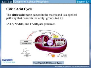 UNIT A Chapter 6: Cellular Respiration 
Section 6.4 
Citric Acid Cycle 
The citric acid cycle occurs in the matrix and is a cyclical 
pathway that converts the acetyl groups to CO2. 
•ATP, NADH, and FADH2 are produced 
TO PREVIOUS SLIDE 
From Figure 6.8 Citric Acid Cycle. 
 