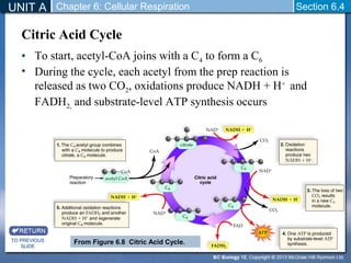 UNIT A Section 6.4 
Citric Acid Cycle 
• To start, acetyl-CoA joins with a C4 to form a C6 
• During the cycle, each acetyl from the prep reaction is 
released as two CO2, oxidations produce NADH + H+ and 
FADH2, and substrate-level ATP synthesis occurs 
TO PREVIOUS 
SLIDE 
Chapter 6: Cellular Respiration 
From Figure 6.8 Citric Acid Cycle. 
 