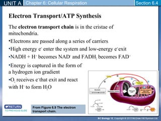 UNIT A Chapter 6: Cellular Respiration 
Section 6.4 
Electron Transport/ATP Synthesis 
The electron transport chain is in the cristae of 
mitochondria. 
•Electrons are passed along a series of carriers 
•High energy e− enter the system and low-energy e−exit 
•NADH + H + becomes NAD+ and FADH2 becomes FAD + 
•Energy is captured in the form of 
a hydrogen ion gradient 
•O2 receives e− that exit and react 
with H+ to form H2O 
TO PREVIOUS SLIDE 
From Figure 6.9 The electron 
transport chain. 
 