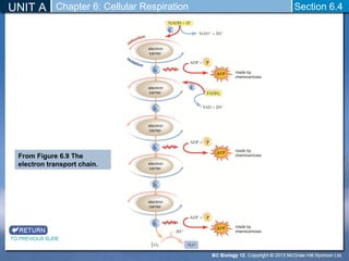 UNIT A Chapter 6: Cellular Respiration 
Section 6.4 
From Figure 6.9 The 
electron transport chain. 
TO PREVIOUS SLIDE 
 