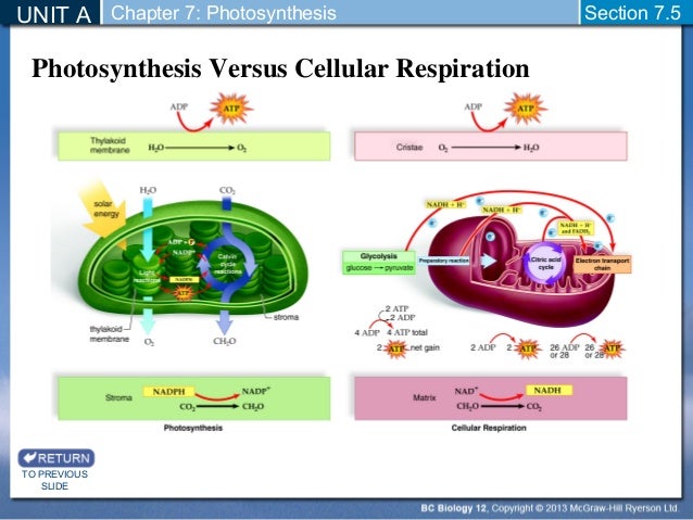 cellular respiration vs photosynthesis cellular respiration vs photosynthesis